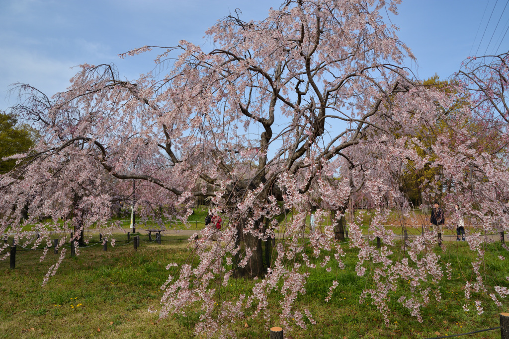 桜