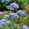 三室戸寺の薄紫の紫陽花