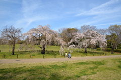 大仙公園の桜