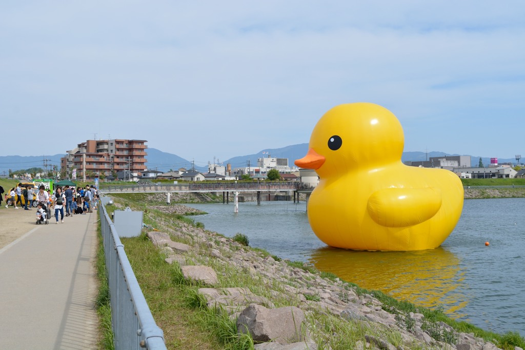 狭山池のアヒル