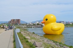 狭山池のアヒル
