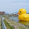 狭山池のアヒル