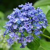 紫陽花