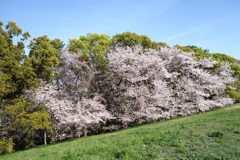 大泉緑地の桜