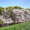 大泉緑地の桜