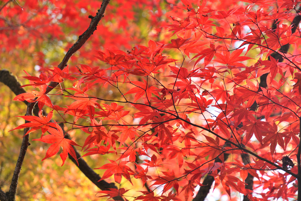 紅の秋