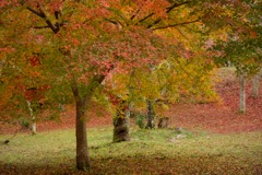 観心寺の紅葉