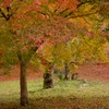 観心寺の紅葉