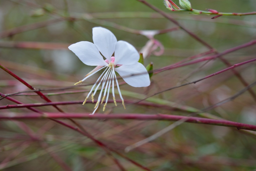 白い花