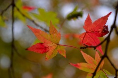 観心寺の紅葉