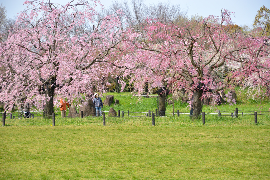 桜