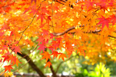 紅葉