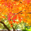 紅葉