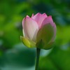 長居植物園のハス