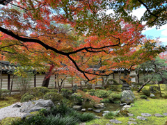 永観堂の紅葉