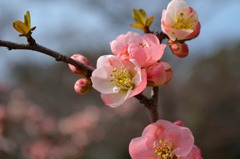 京都府立植物園