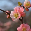 京都府立植物園
