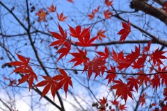嵯峨野の紅葉