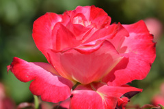 ピンクの薔薇