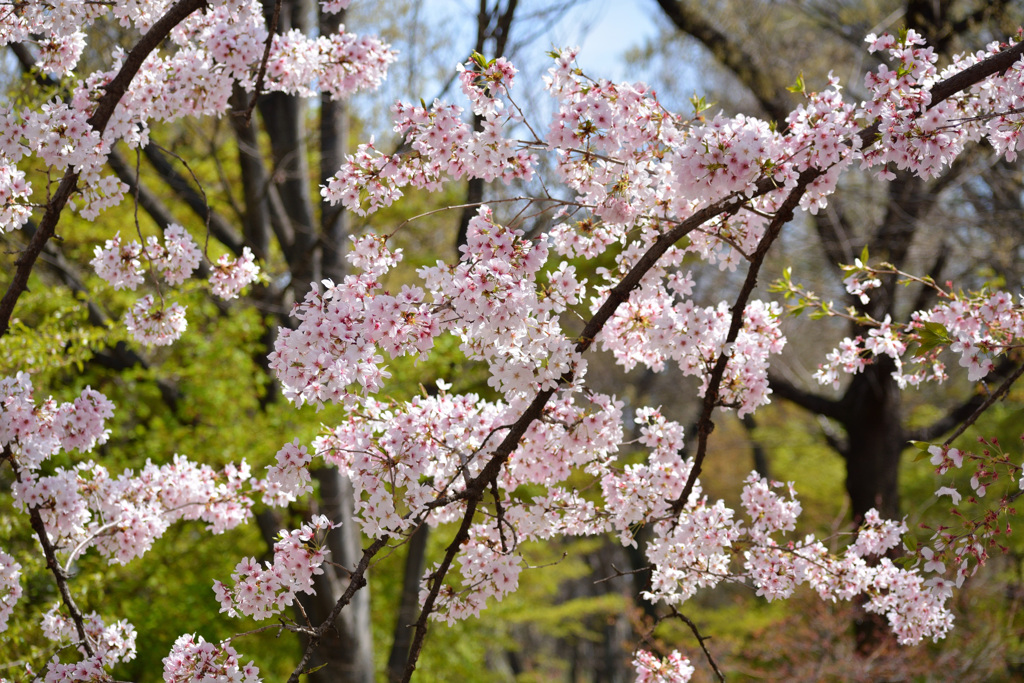 桜