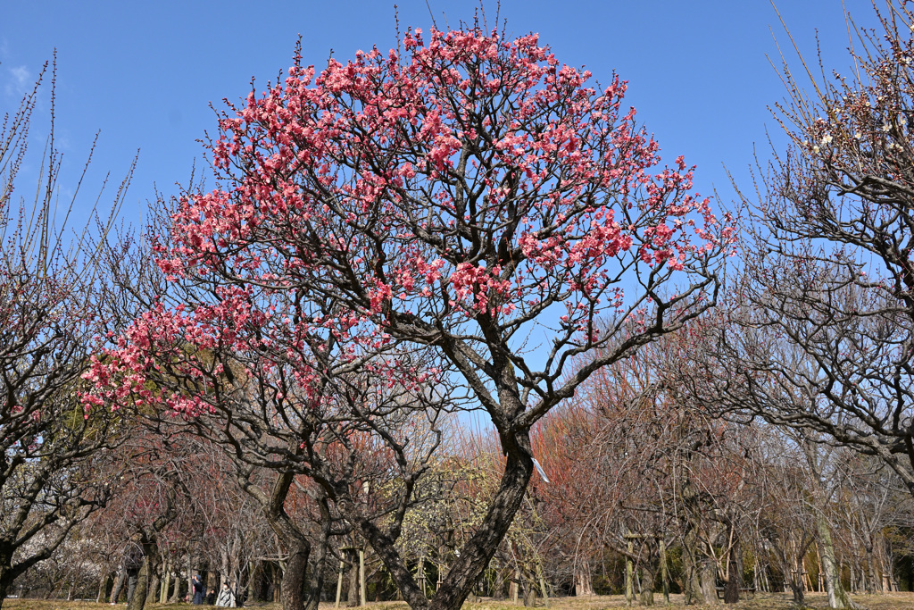ウメ（紅筆）