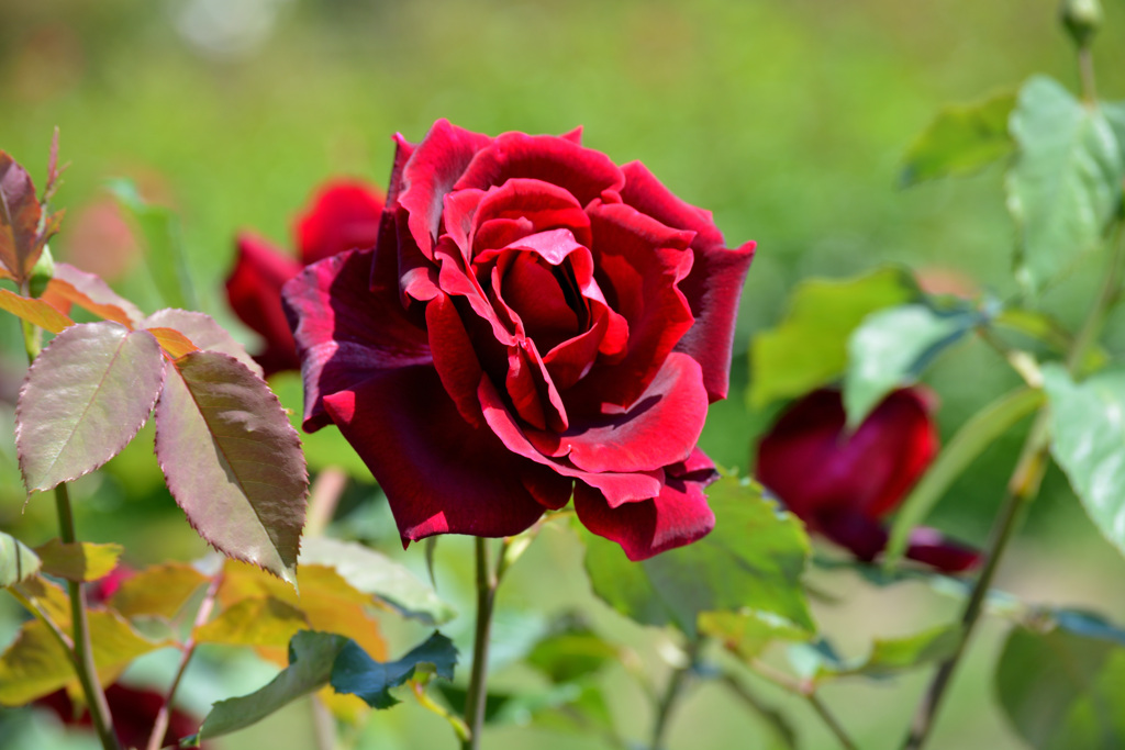 薔薇