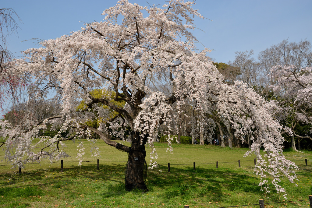 桜