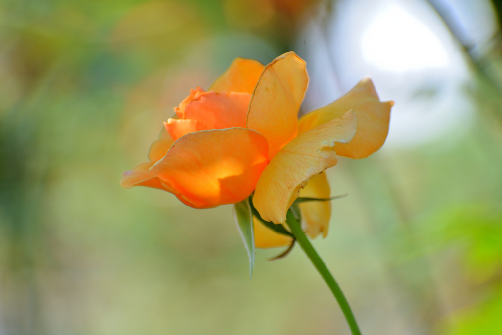 黄色い薔薇
