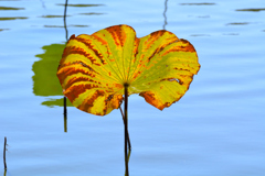 来年は花をさかせるぞ