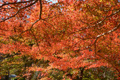 観心寺の紅葉