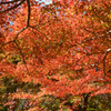 観心寺の紅葉