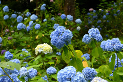 紫陽花