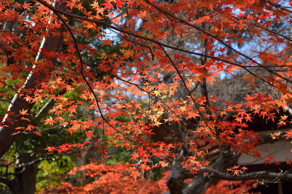 最後の紅葉