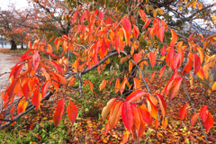 紅葉