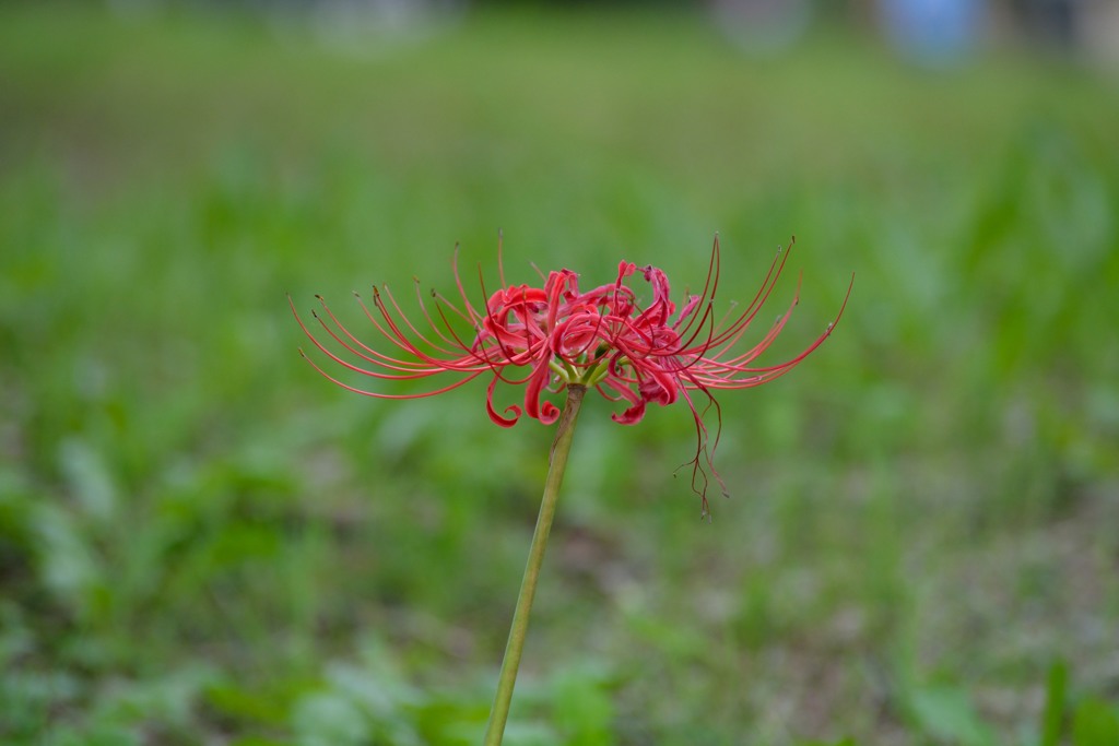 彼岸花