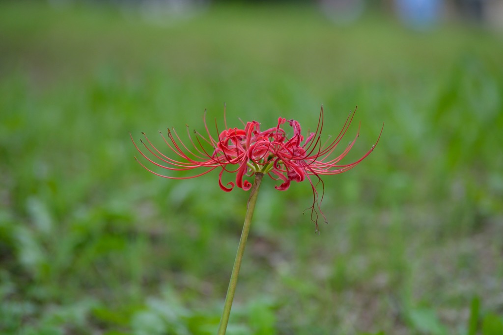 彼岸花