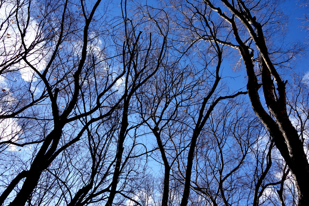 冬の空