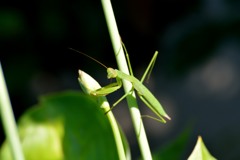 カマキリ