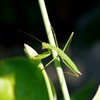 カマキリ