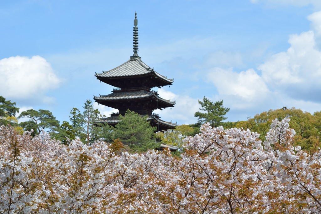 京都仁和寺のさくら