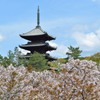京都仁和寺のさくら