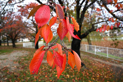 最後の紅葉