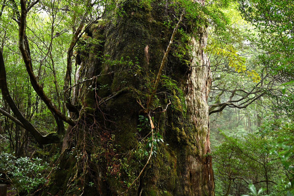 屋久杉