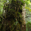 屋久杉