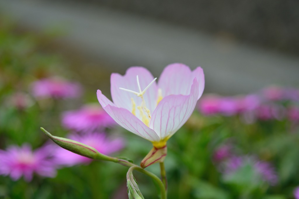 道端にきれいな花が