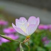 道端にきれいな花が