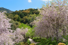 奈良三輪山のふもとの桜