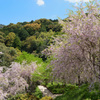 奈良三輪山のふもとの桜