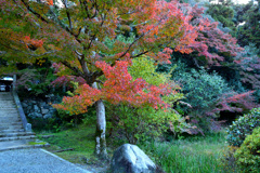 紅葉