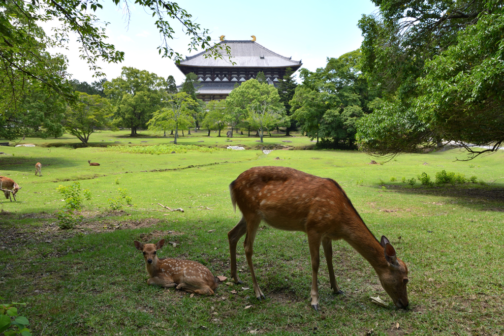 小鹿と東大寺